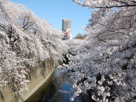 　春には桜並木がキレイな神田川・江戸川公園も近くにあります。