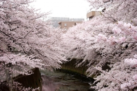 　徒歩圏内の神田川は春には桜が満開になります
