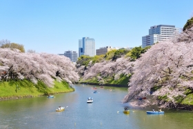 　近くにはには桜の名所として有名な靖国神社や千鳥ヶ淵があります。