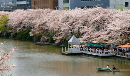 　マンション目の前には、春になると桜並木のキレイな外濠公園があります。