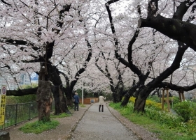 　春には桜並木のキレイな「五番町児童遊園」も近くお散歩やジョギングにも良さそうです。