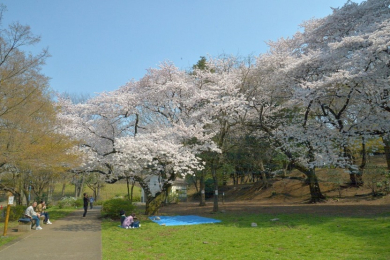 　徒歩8分の戸山公園箱根山地区では春には満開の桜が望めお散歩にぴったりな公園です。