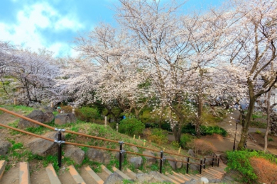 　近くには箱根山のある緑豊かな大きな公園「戸山公園」があります。