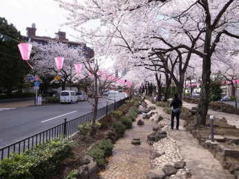 　文京区内有数の桜の名所『播磨坂さくら並木』徒歩３分程