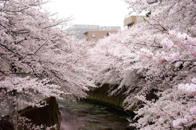　春には綺麗な桜並木を楽しめる神田川も近くに流れています。